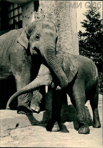 Зоологический сад. Слон индийский и африканский. Elephas maximus - Loxodonta africana. 1960 - 1970-е