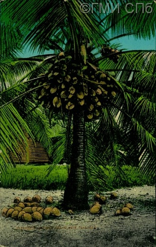 Singapore. A coconut palm with ripening coconuts. Coconut tree /.../. Early 20th century.