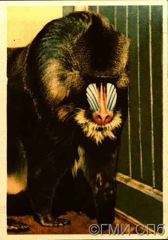 Ленинградский зоопарк. Мандрил. 1965 