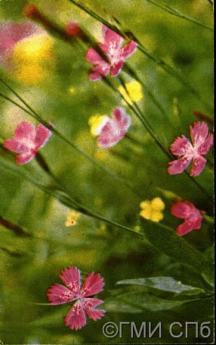 Травяная гвоздика.1972