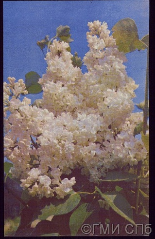 Lilac "Madame Casimir Perier". 1973