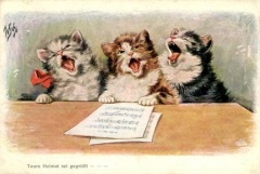 "Cat mania"