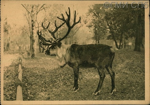 Московский зоопарк. Северный олень на свободе. Zooparc de Moscou. Renne en liberte. 1928 