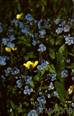 Вероника дубравная. 1972