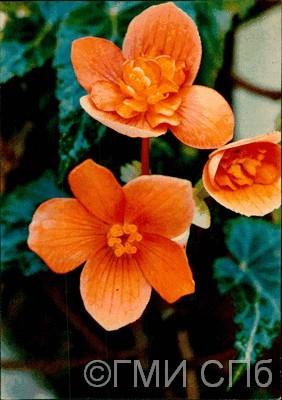 Бегония Пирса.  1973
