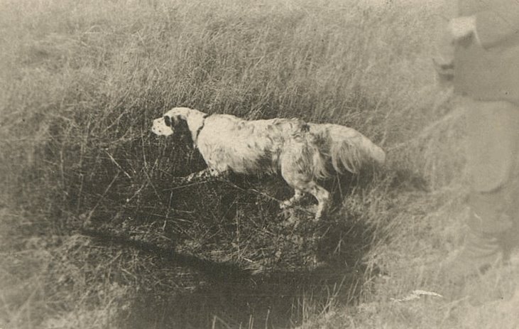 Пират, английский сеттер. Фотография