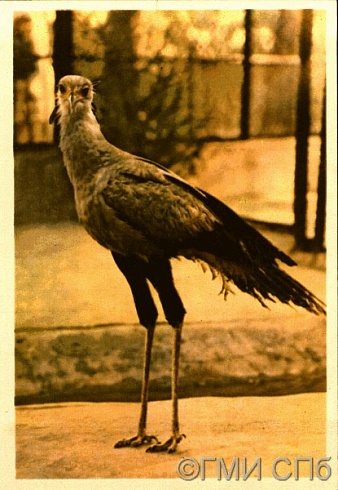 Ленинградский зоопарк. Птица-секретарь. 1965