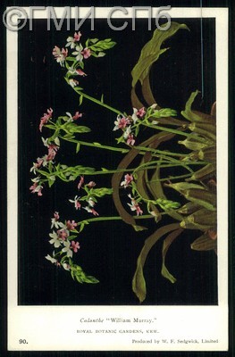 Calanthe «William Murray».  1930-е